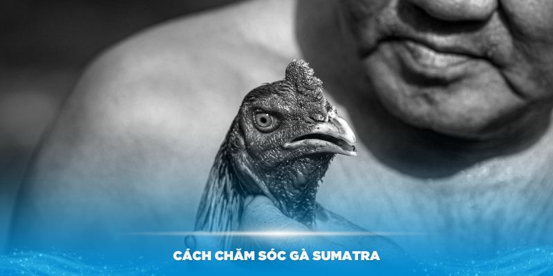 Hướng dẫn cách chăm sóc gà Sumatra cực chuẩn bạn nên biết