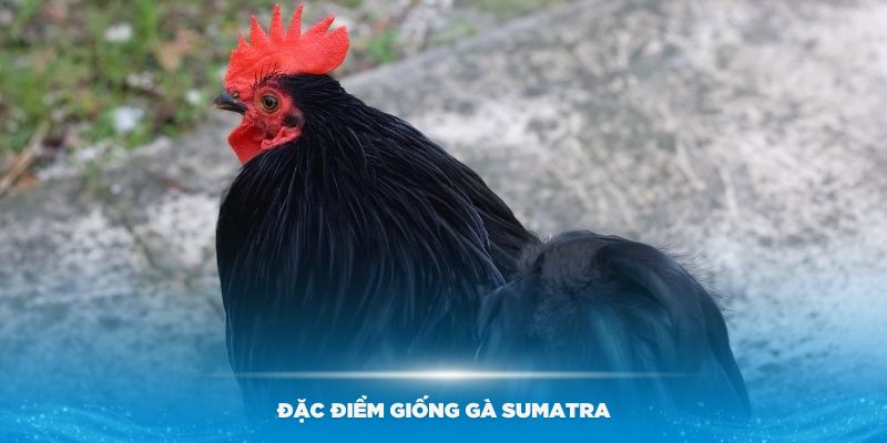 Phân loại một số giống gà Sumatra