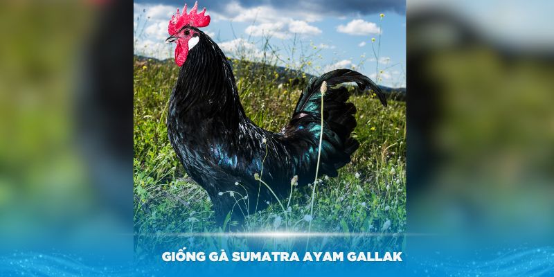 Một số đặc điểm của giống Ayam Gallak