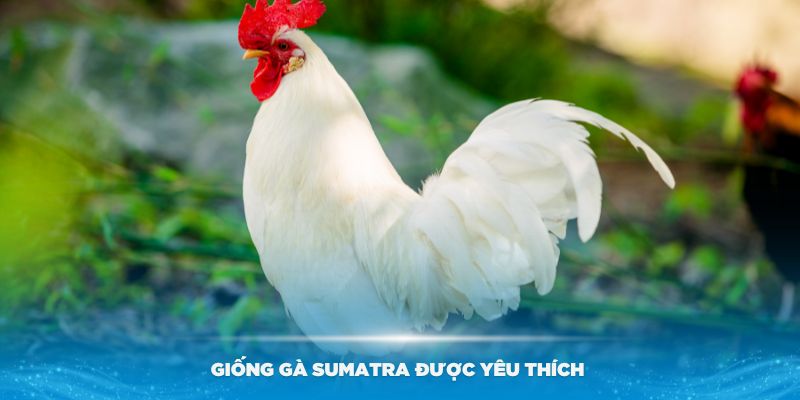 Một số giống gà Sumatra được yêu thích nhất