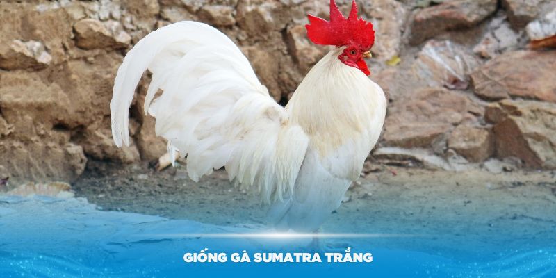 Giống gà Sumatra trắng thanh lịch, màu lông đẹp