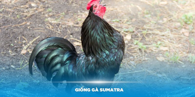 Tìm hiểu về đặc điểm giống gà Sumatra