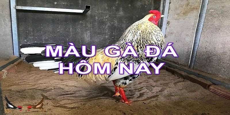 Hôm nay đá gà màu nào mạnh theo giờ