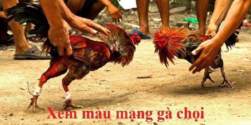 Tìm kiếm câu trả lời hôm nay đá gà màu nào mạnh 