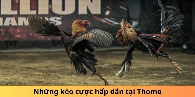 Những kèo cược hấp dẫn tại Thomo