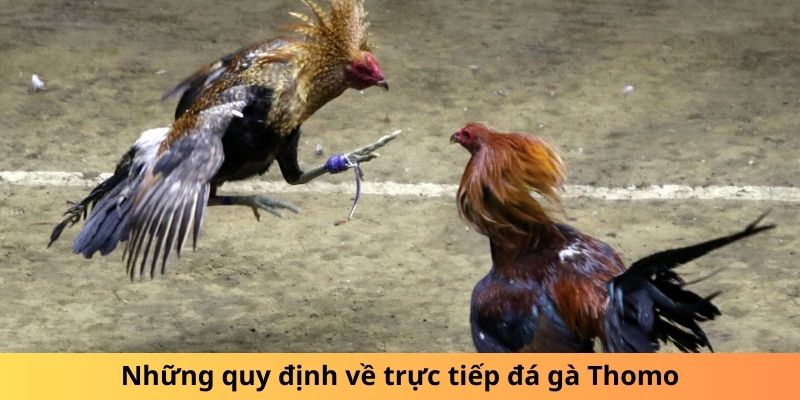 Những quy định về trực tiếp đá gà Thomo