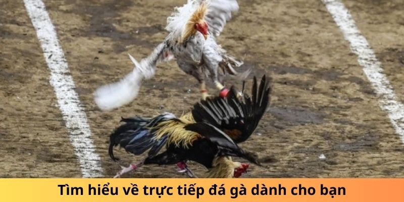 Tìm hiểu về trực tiếp đá gà dành cho bạn