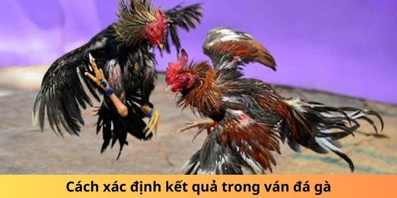 Cách xác định kết quả trong ván đá gà