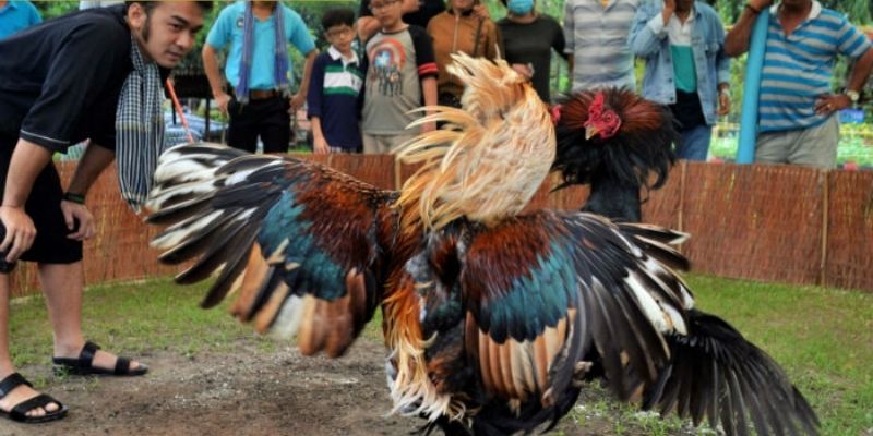 Loại hình chọi kê cựa dao